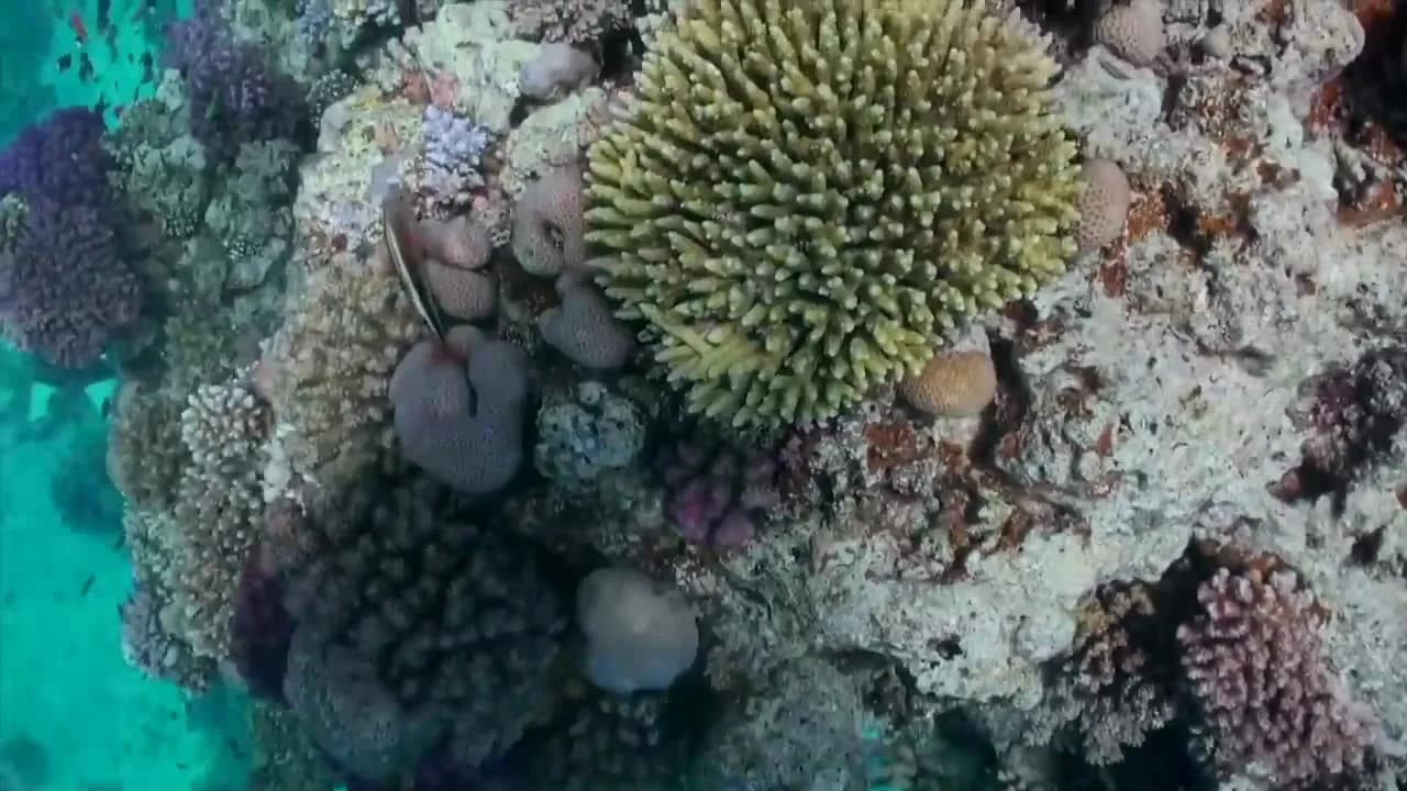 Coral de Fogo - Diving Experience