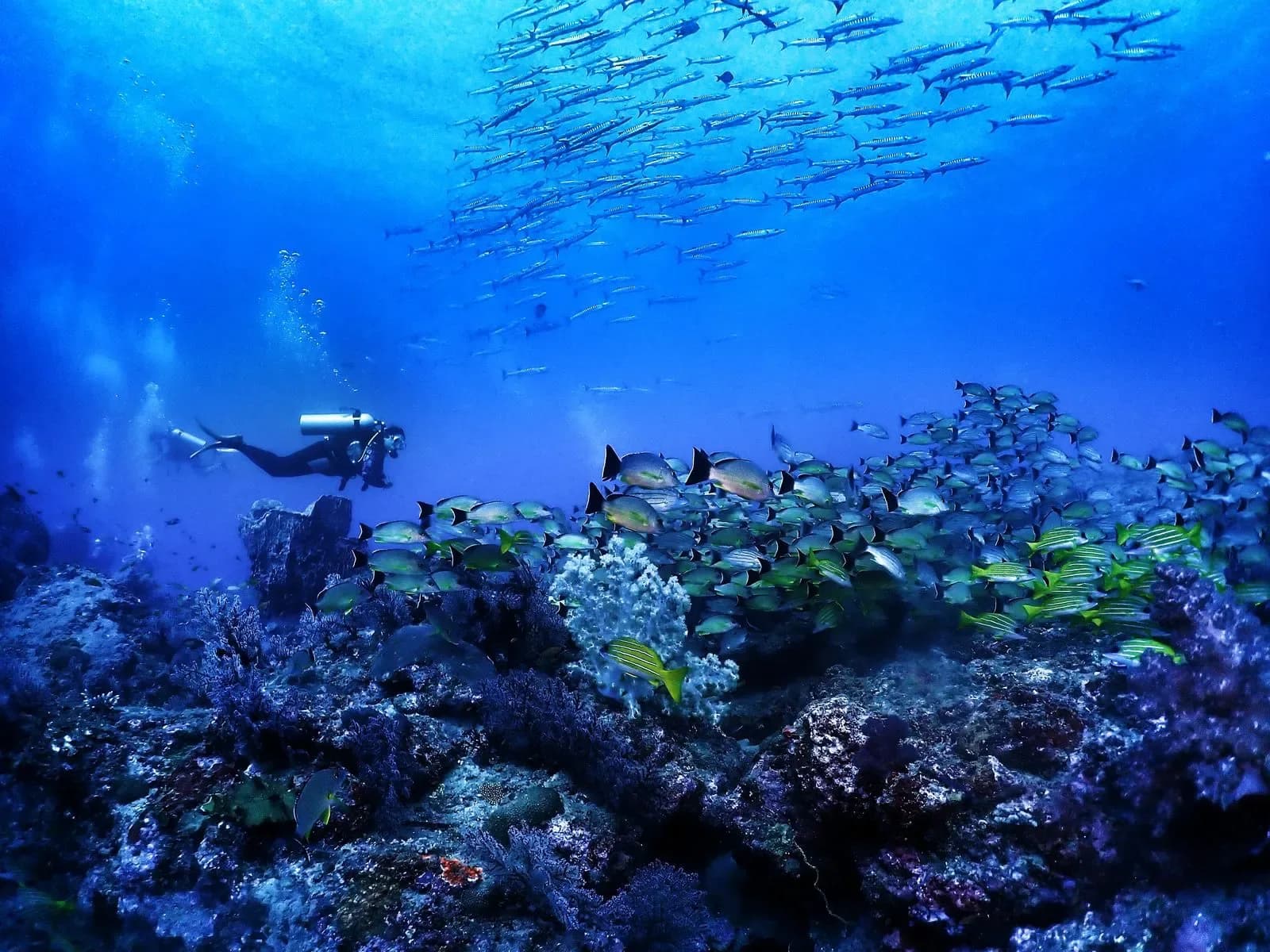 Continental Scuba