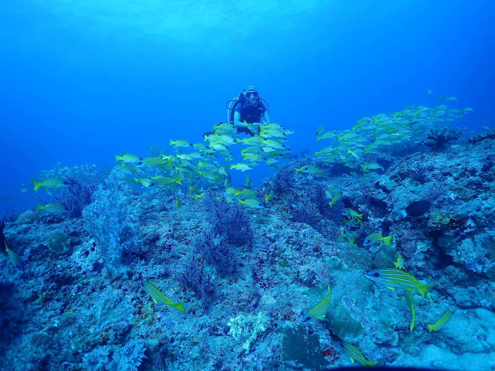 Salty Bone Divers