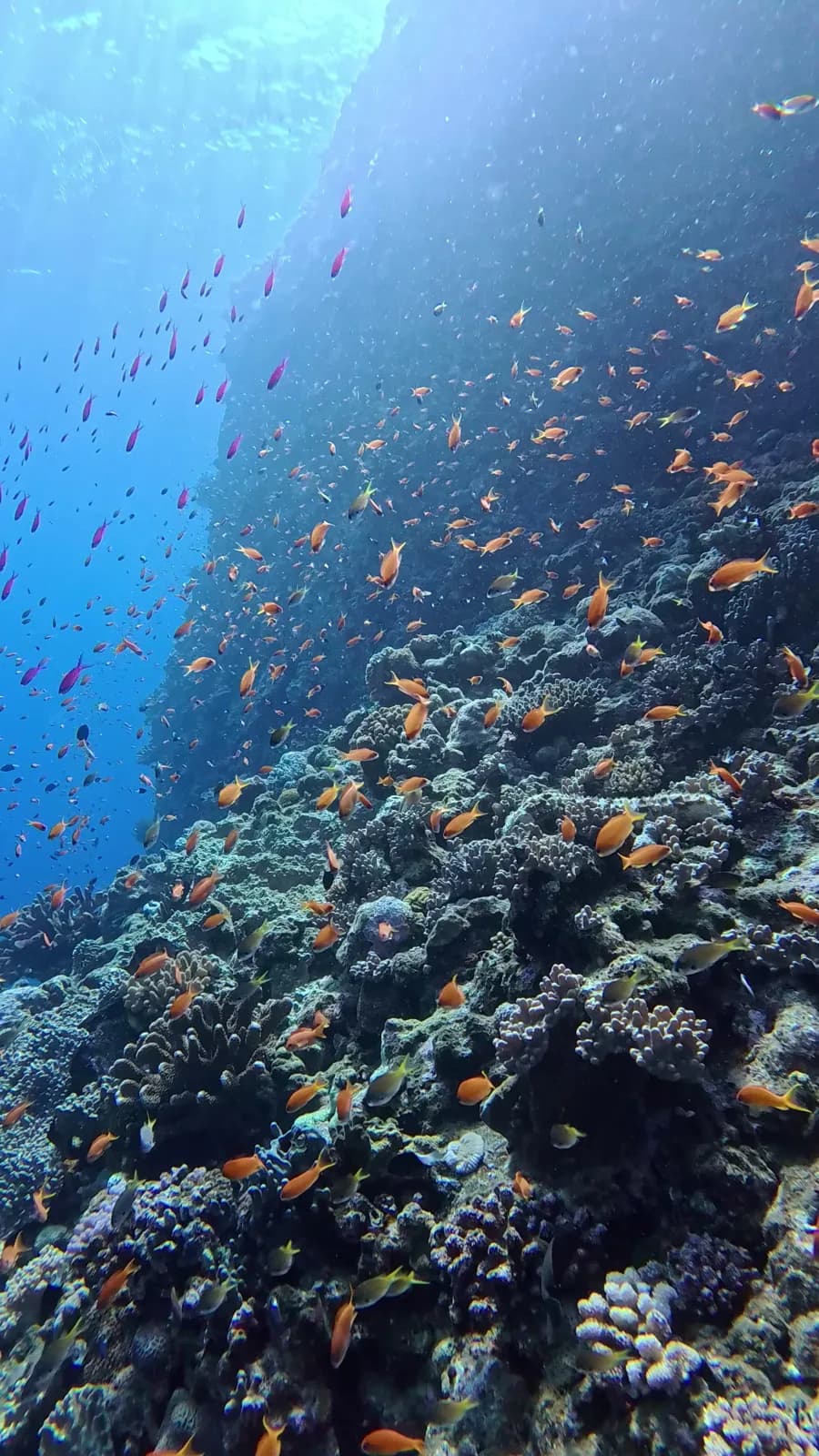 Frogfish Lovers Dive Center