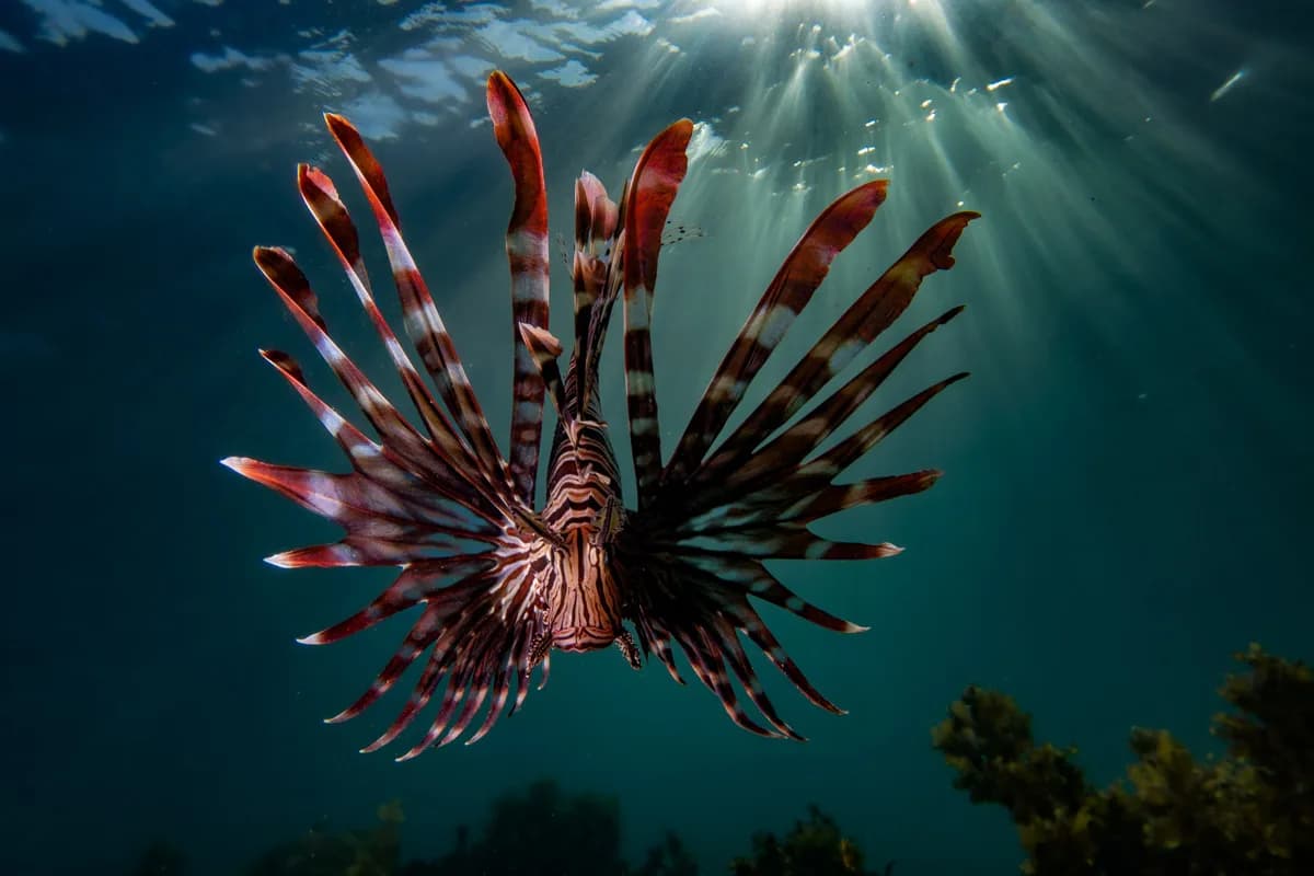 Sunkissed Divers Okinawa