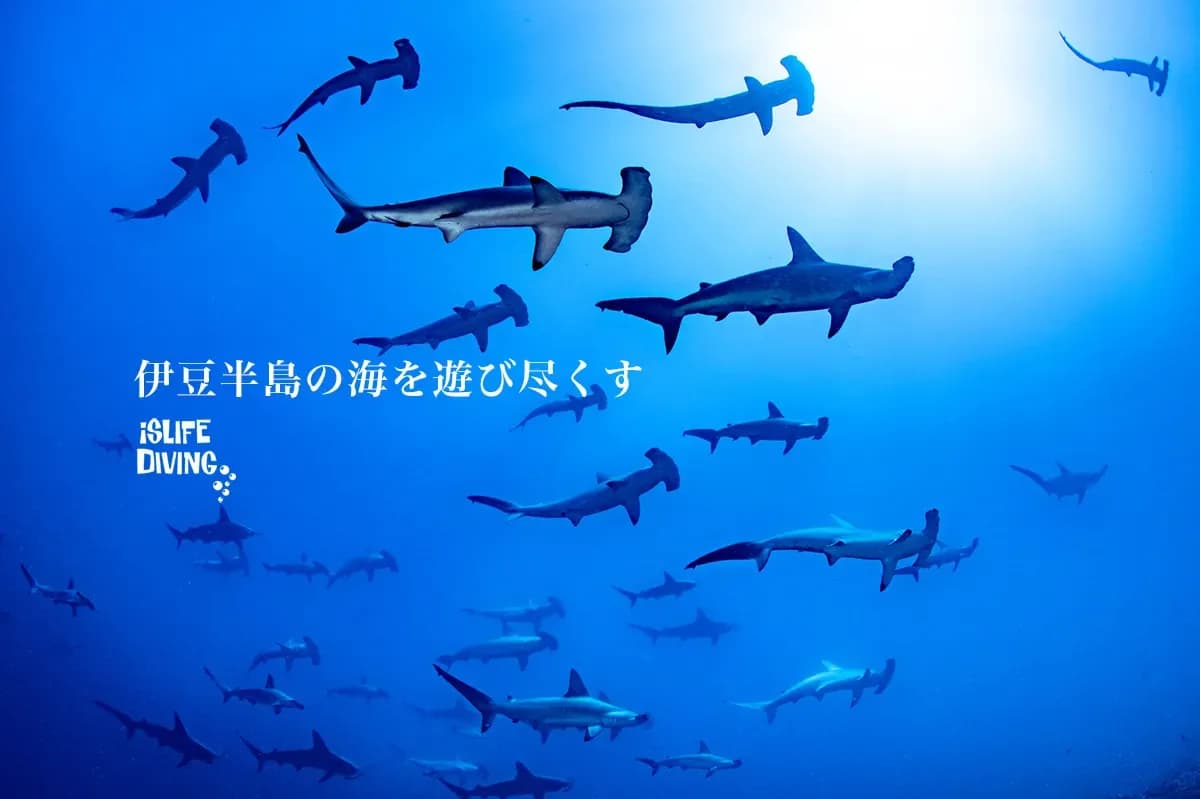 isLIFE DIVING