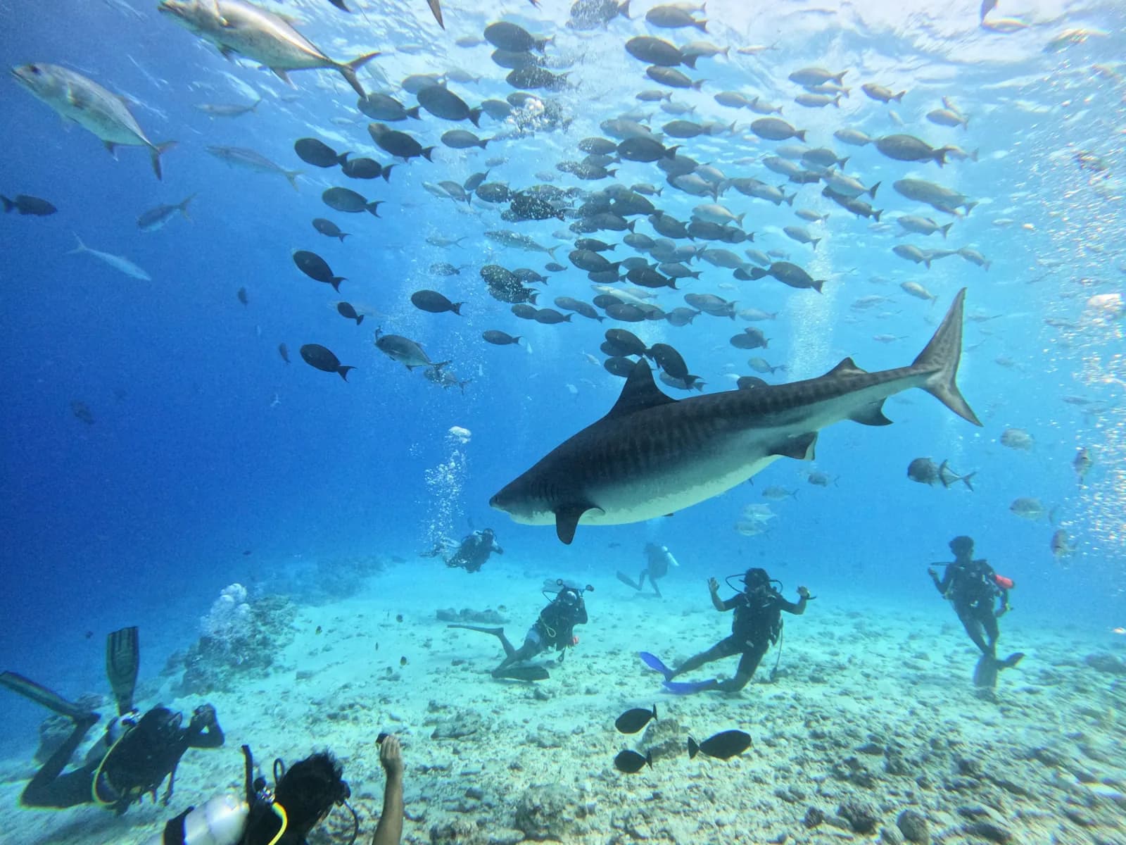 Shark Heaven Fuvahmulah
