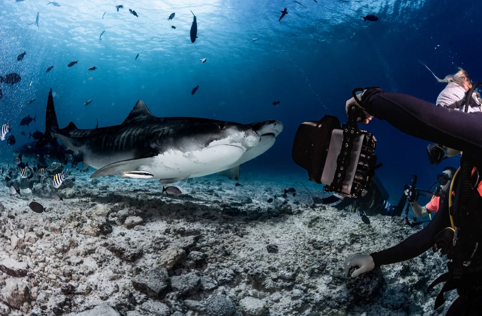 Fuvahmulah Scuba Club