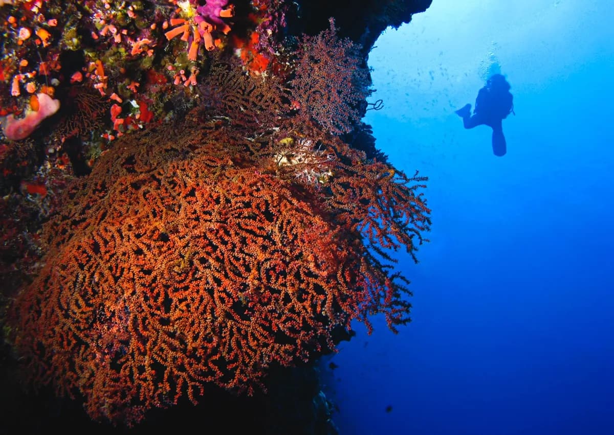 Maldivers Dhiffushi