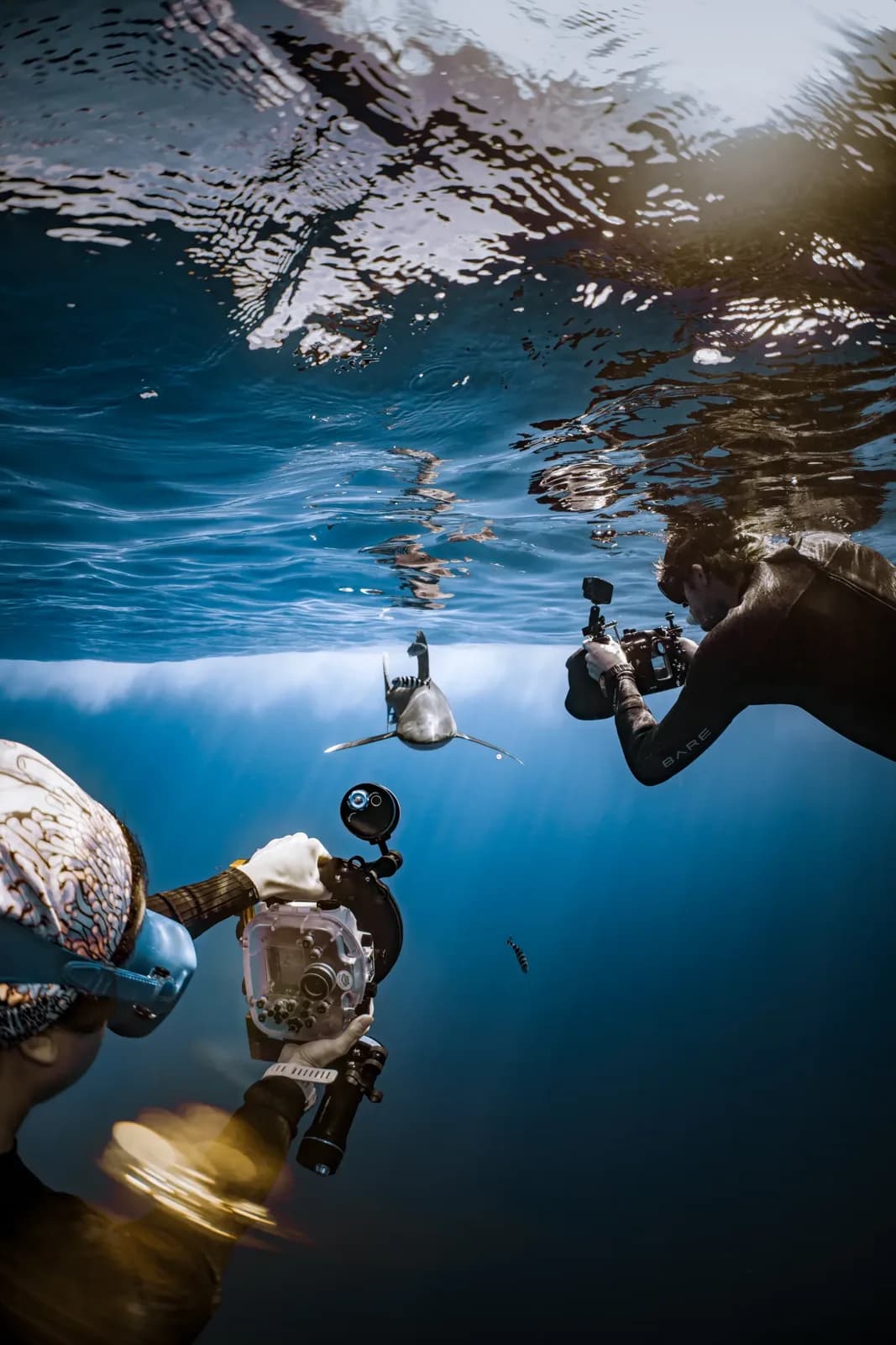 Liquid Shark Divers