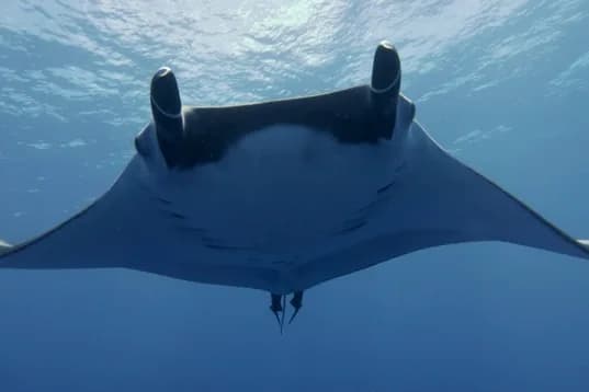 Scuba Shark Fuvahmulah