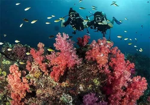 Apo Dhatu Divers