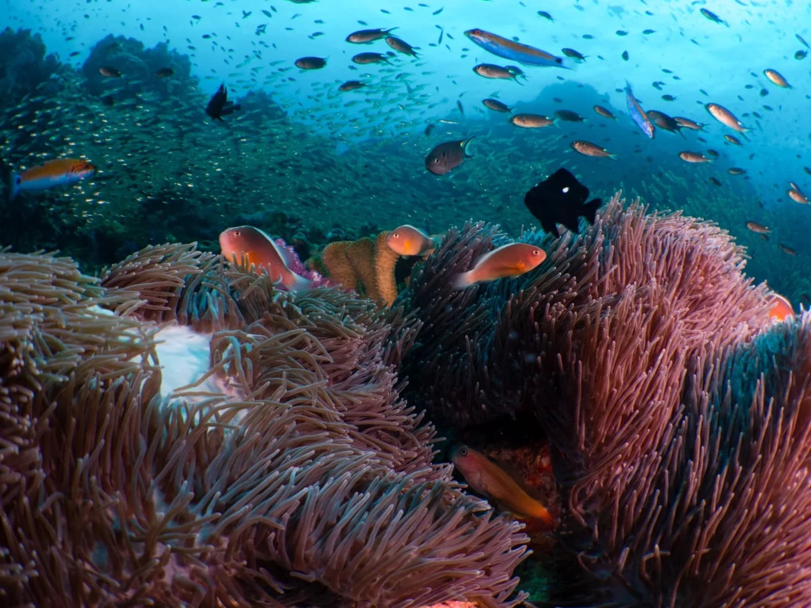 Thai Ocean Academy