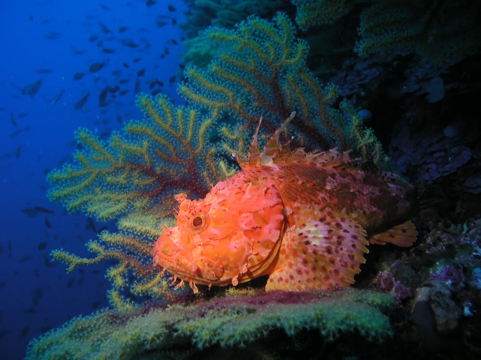 “Calypso Scuba Diving“-Omiš