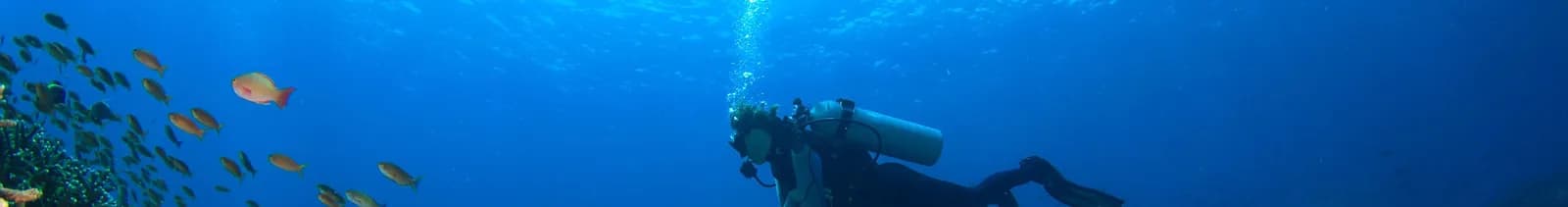 Scuba Blue Dream