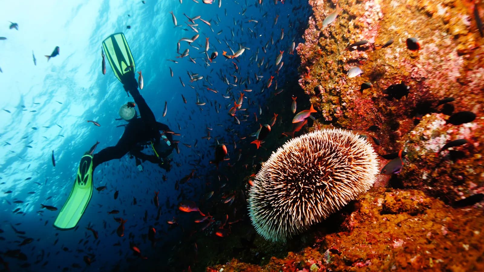 Poseidon Diving Center