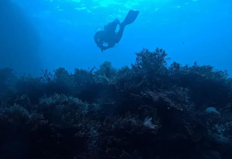 Buceo Ostende