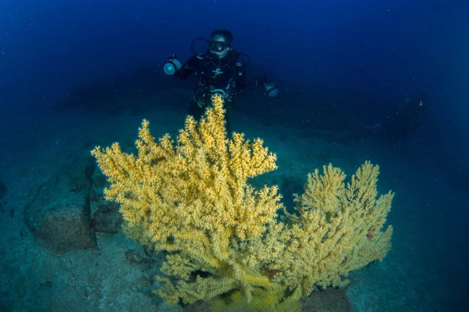 Karapat Dive Gran Canaria