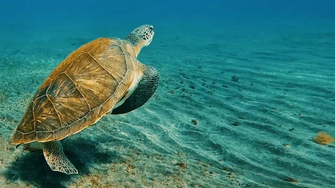 DIVE LOVERS TENERIFE