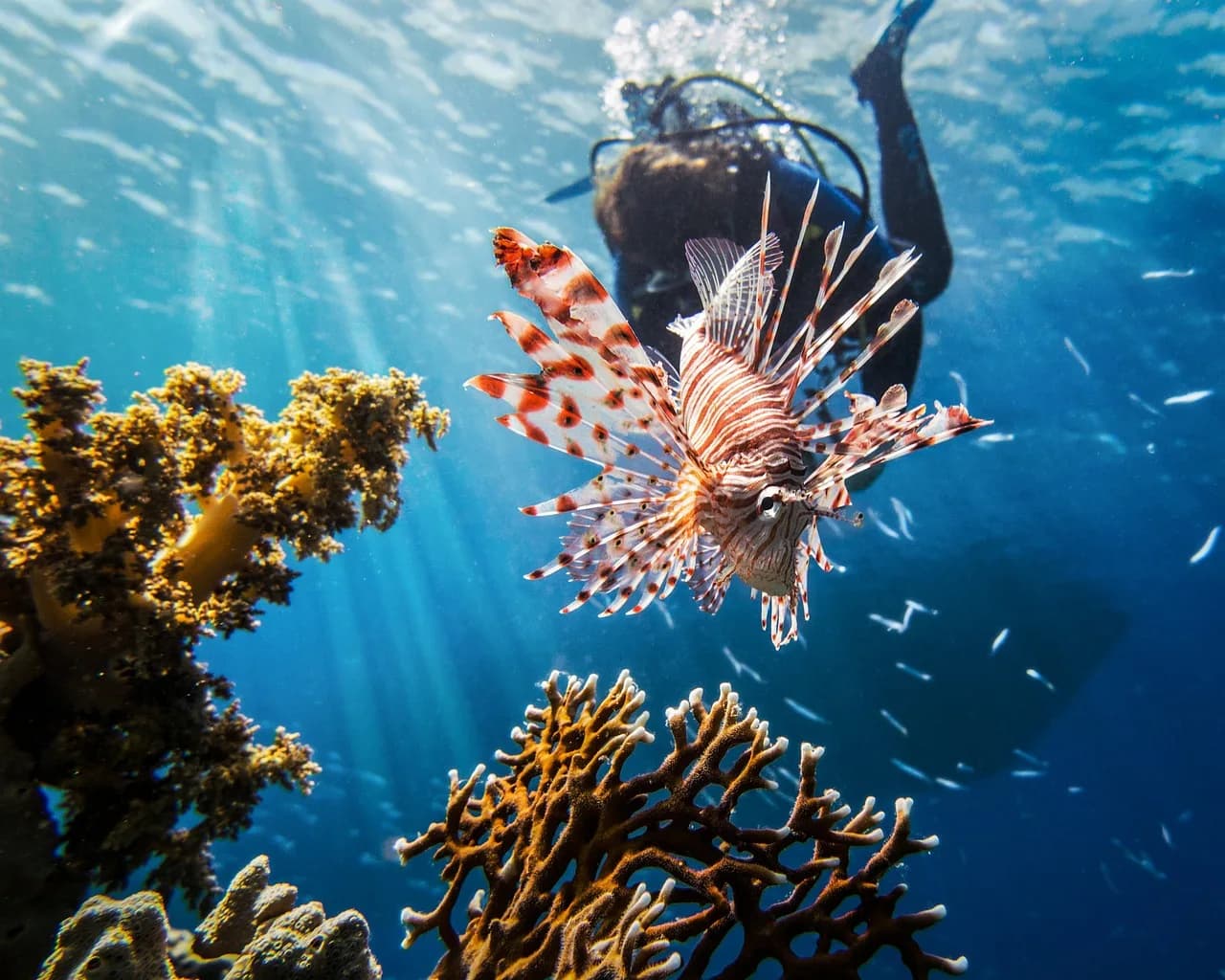 Easy Diving