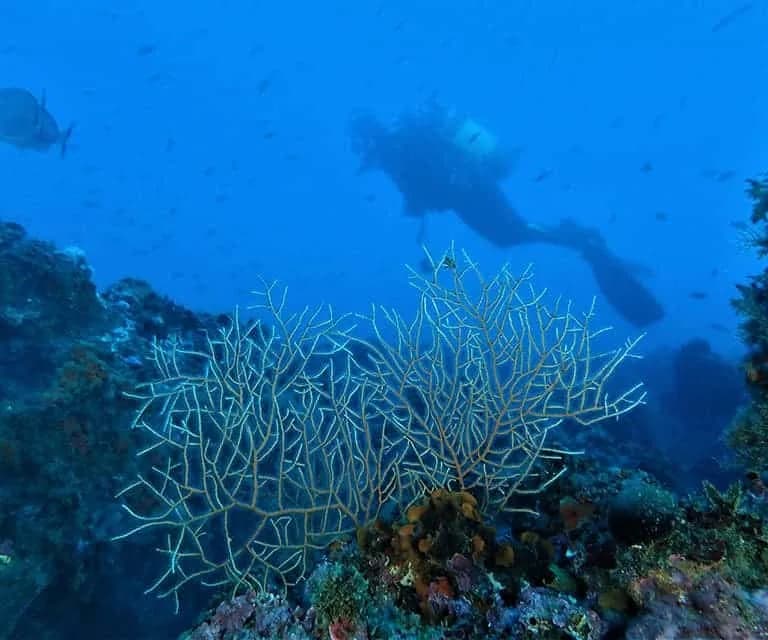 Dive Center Blaumar