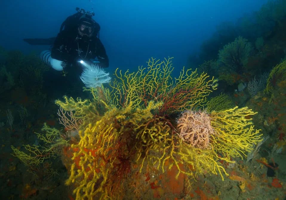 Anemone Diving Center
