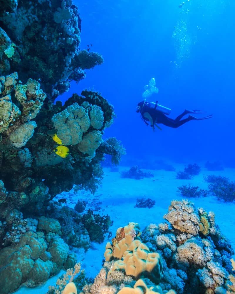 Marina Diving