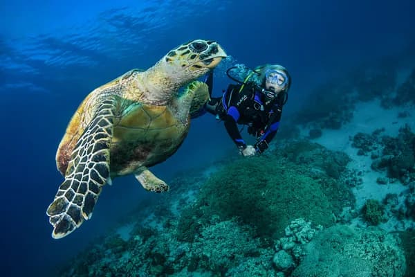 YOBUCEO Hesperides