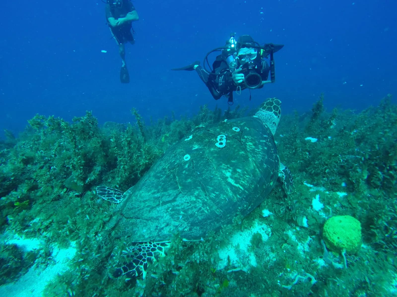 Plongee Caraibes