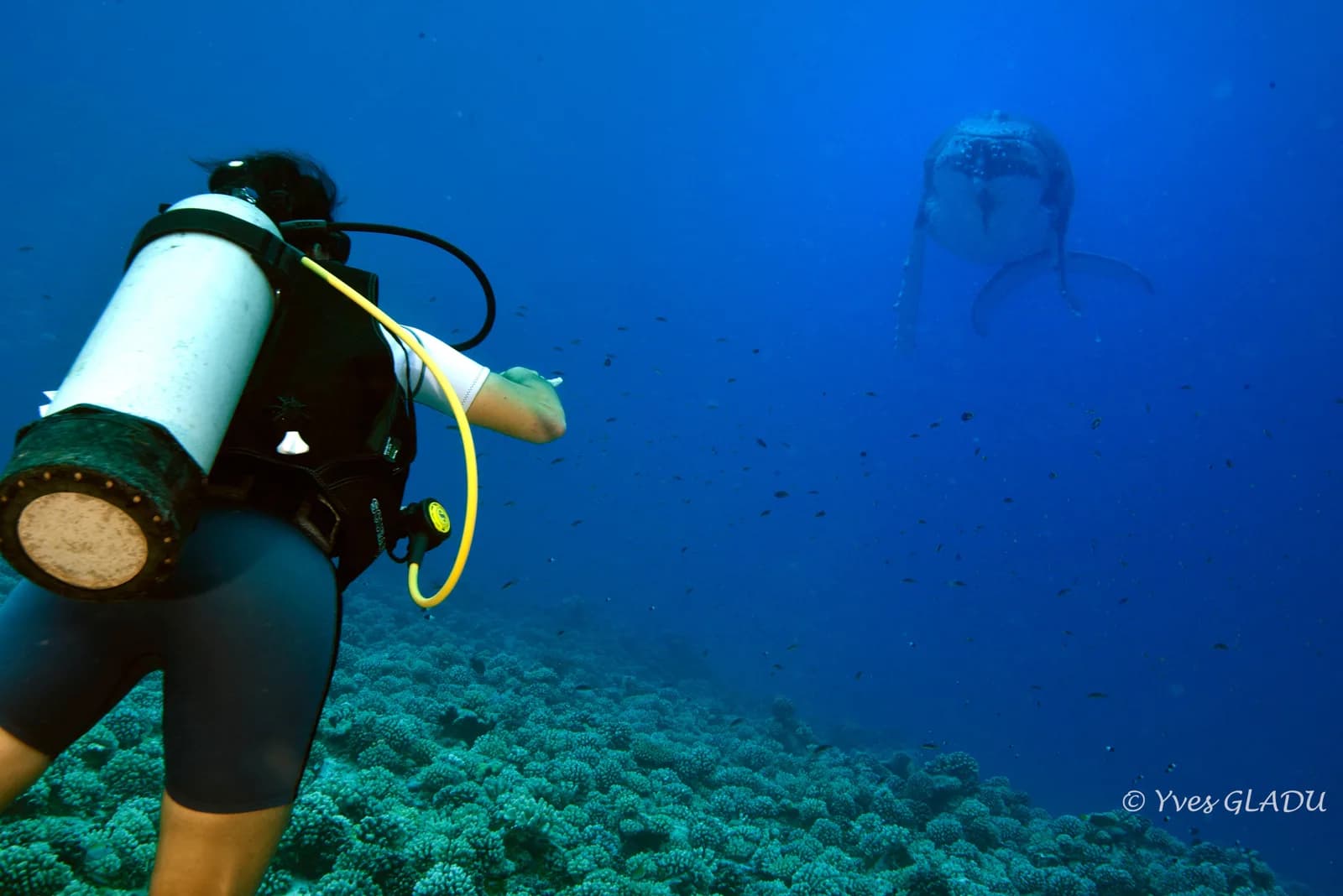 Taha'a Diving