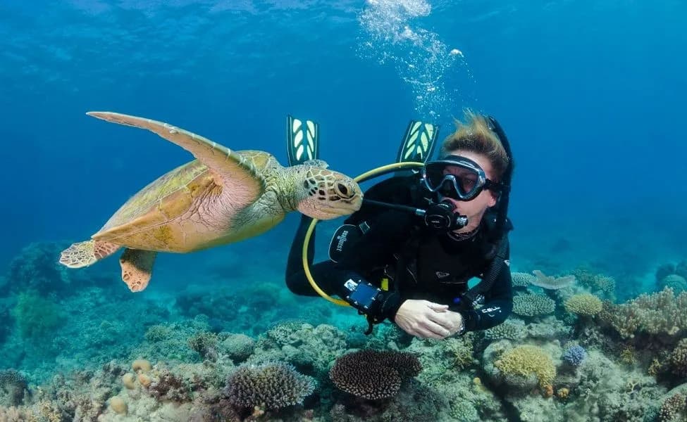 Ambergris Divers