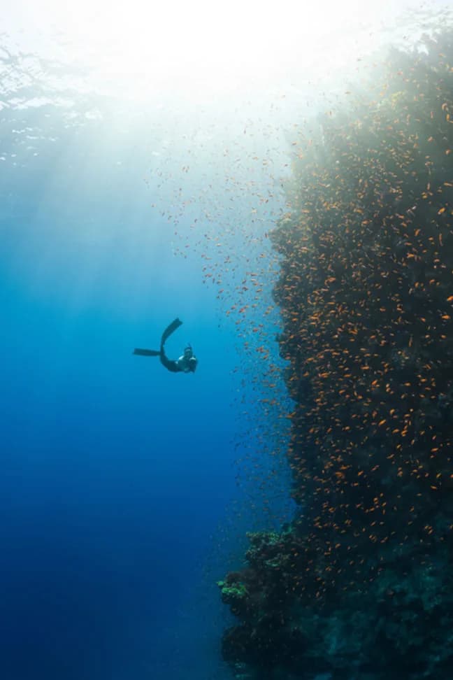 Aurea Diving