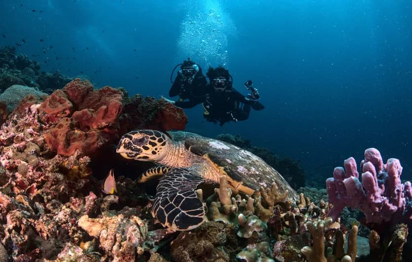 KARMA DIVING AND YOGA