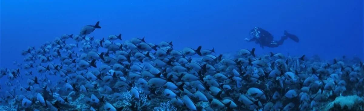 Tropical Diving
