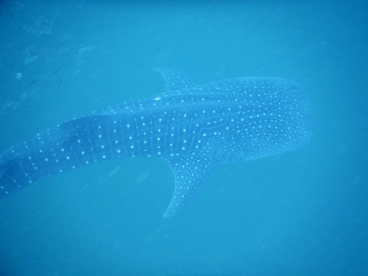 Epic Freediving