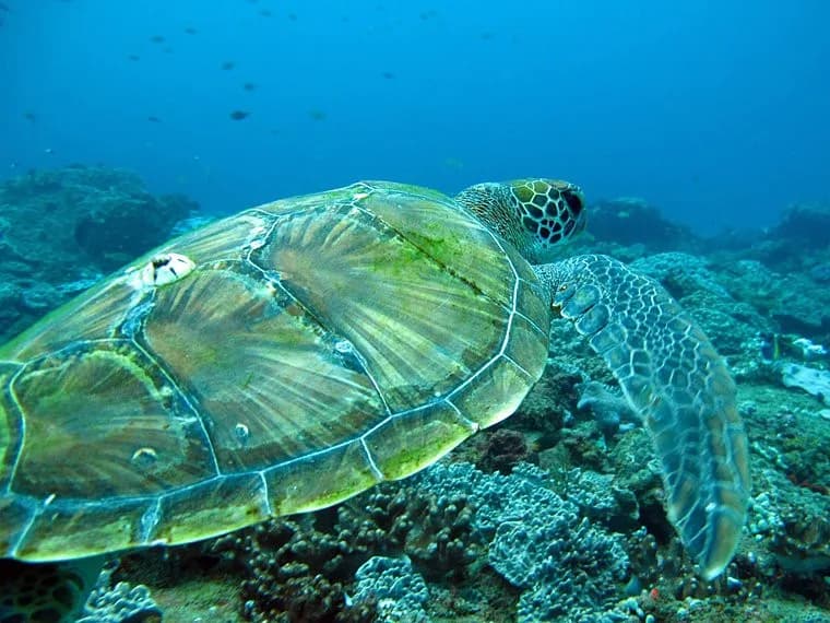 Blowing Bubbles Diving