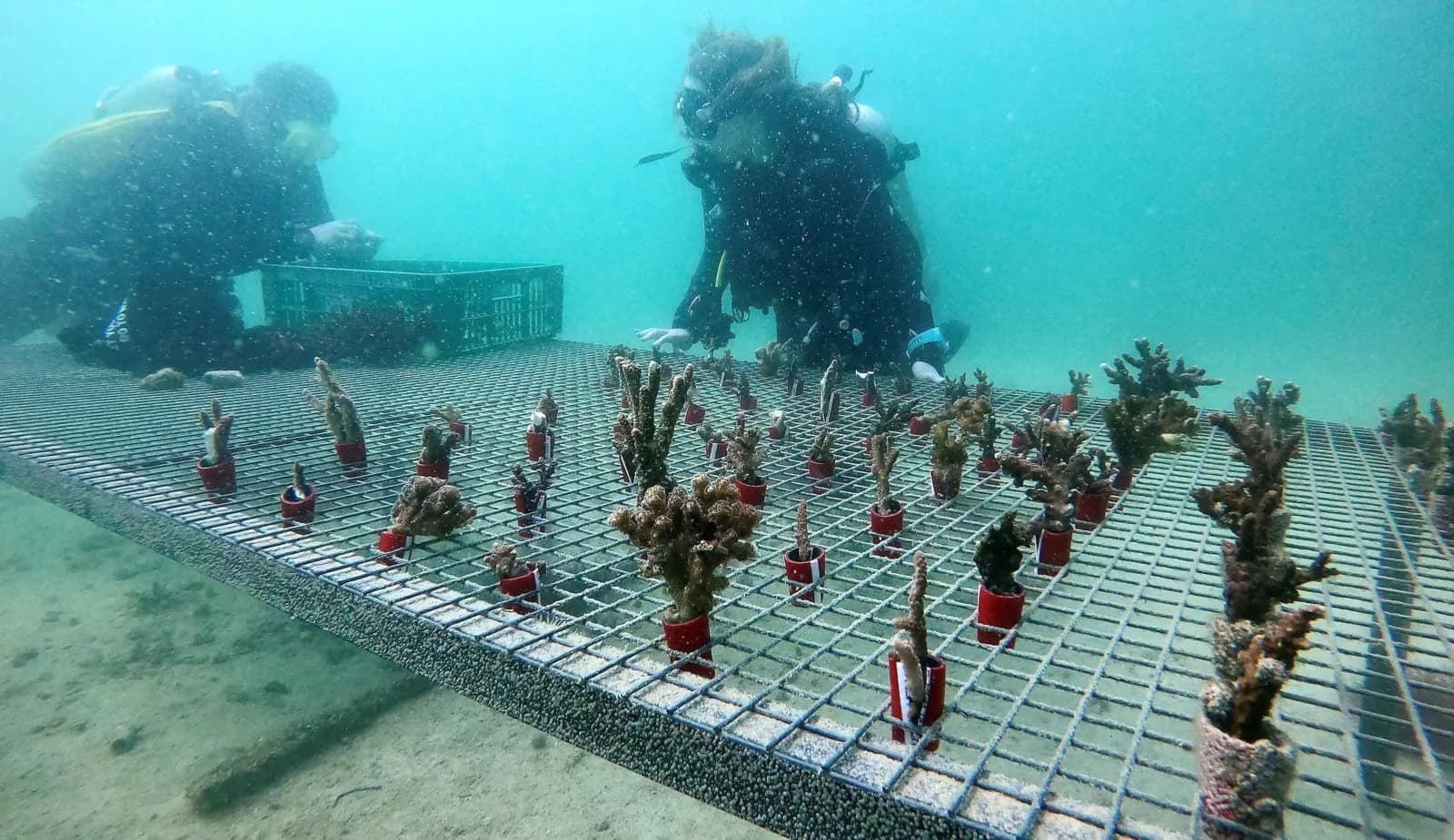 Freestyle Divers