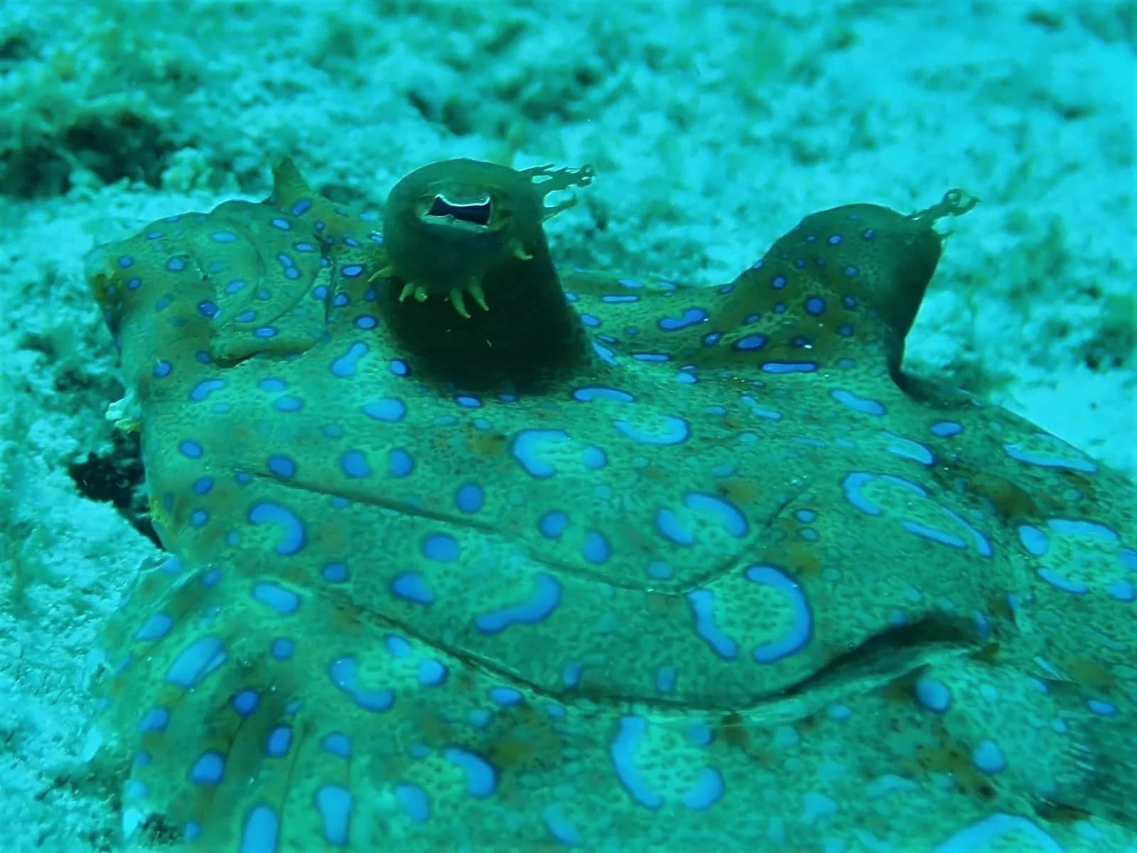 Reef Divers Bonaire