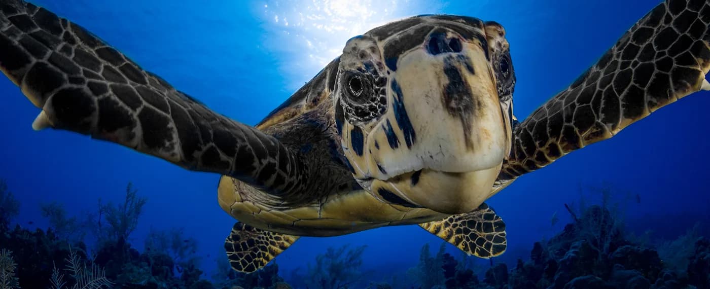 Cayman Turtle Divers