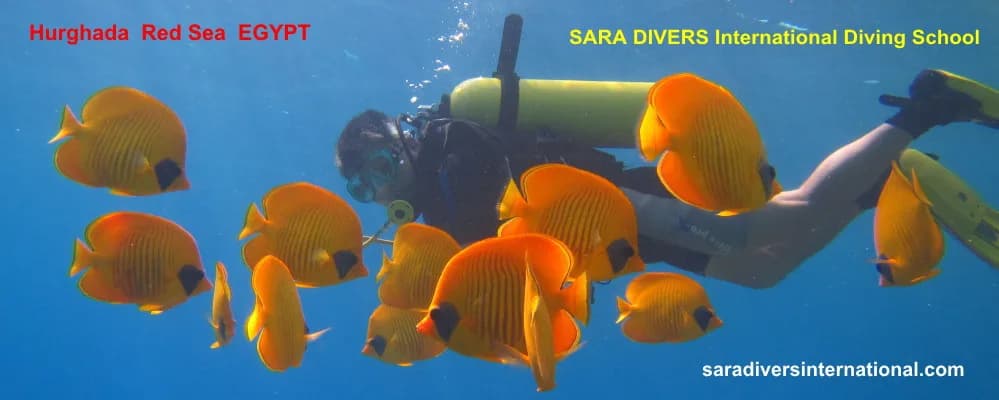 Sara Divers