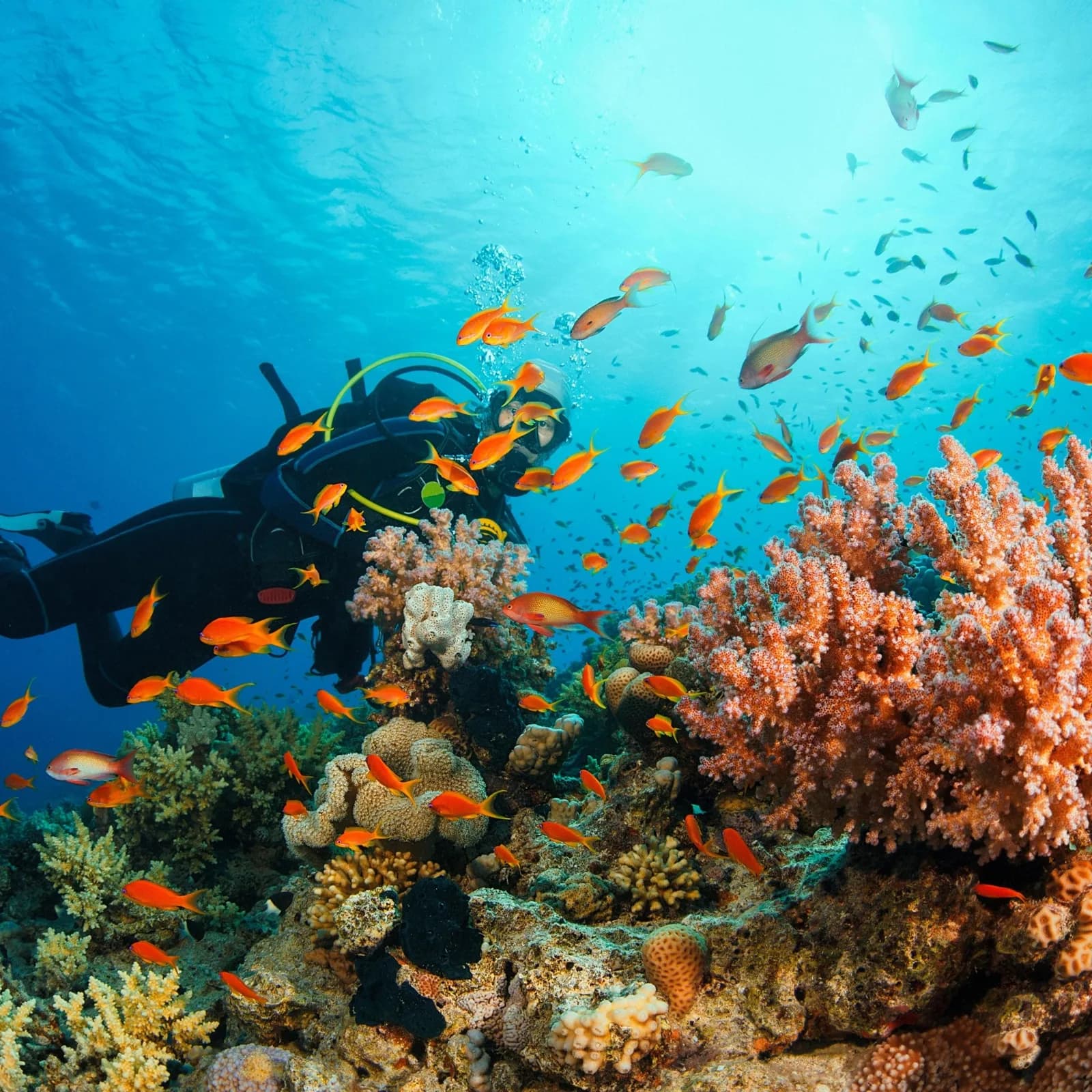 Indara Dive Center Raja Ampat