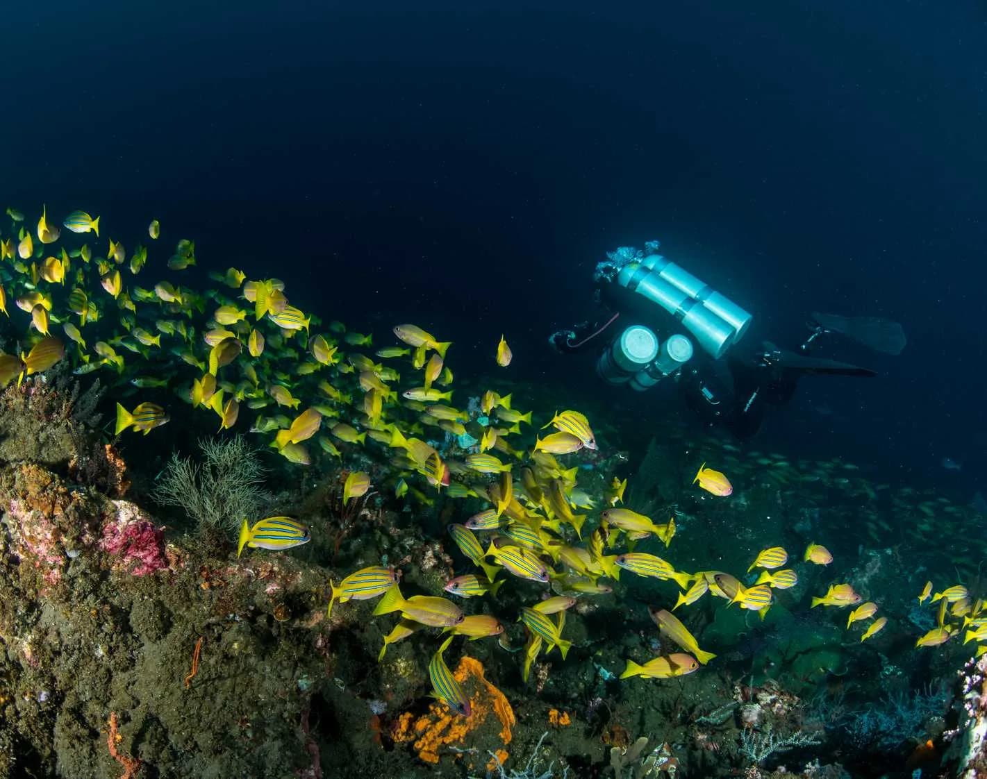 Dark Horizon Diving