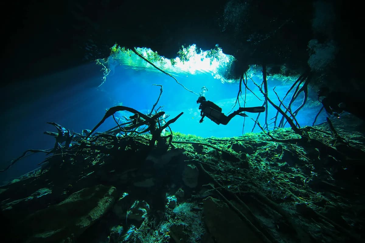 Shutterfish Scuba Diving