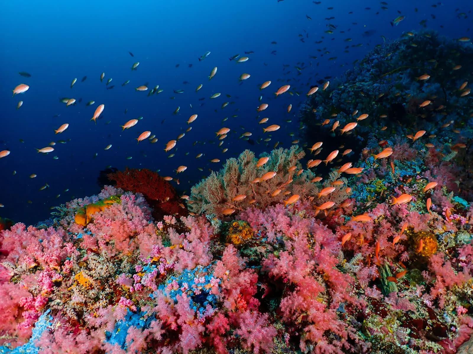 Pacificdivers