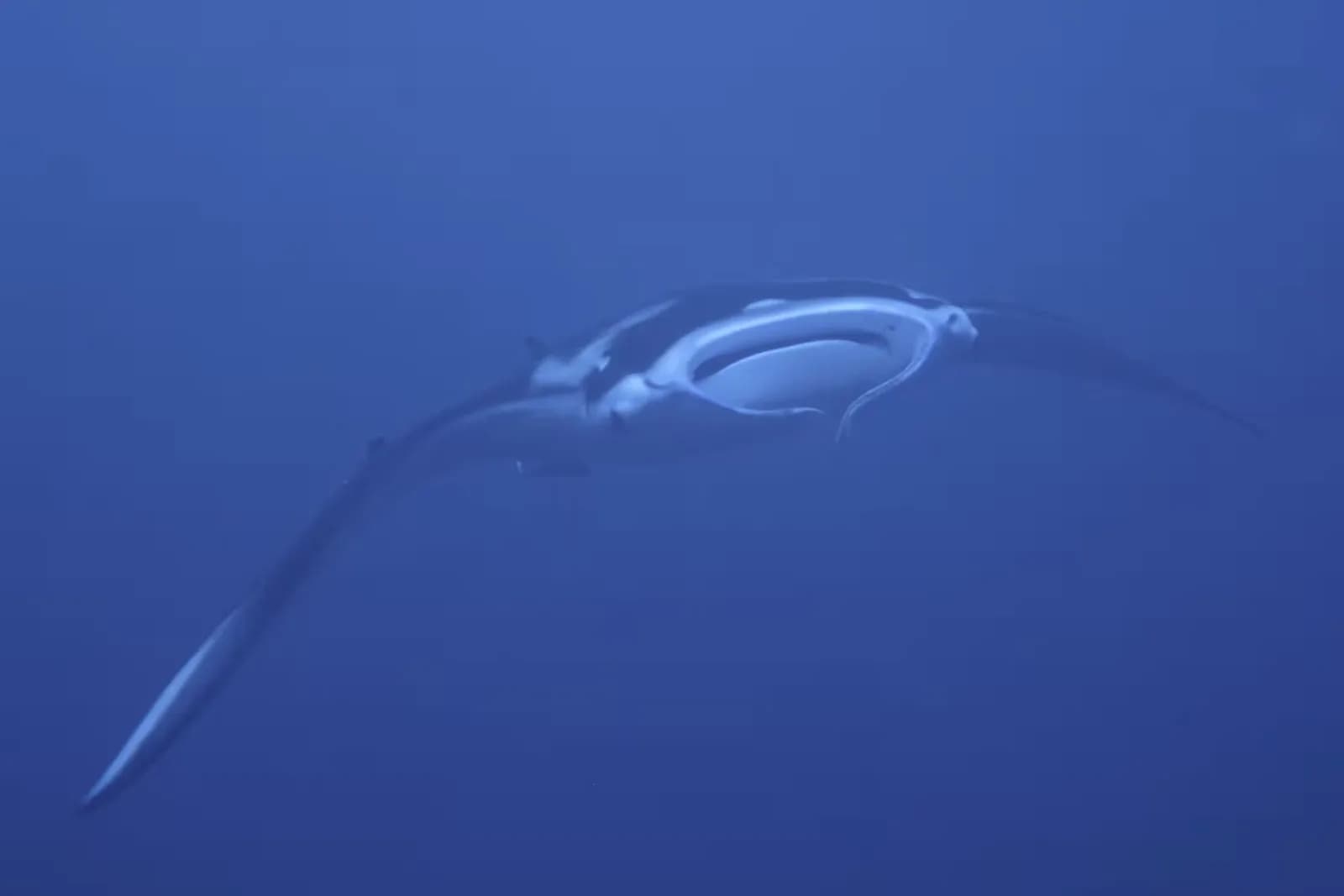 Sablayan Divers