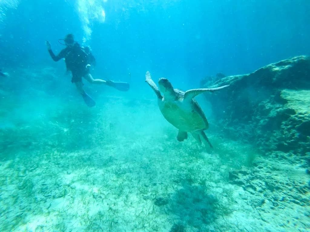 I Dive Cyprus
