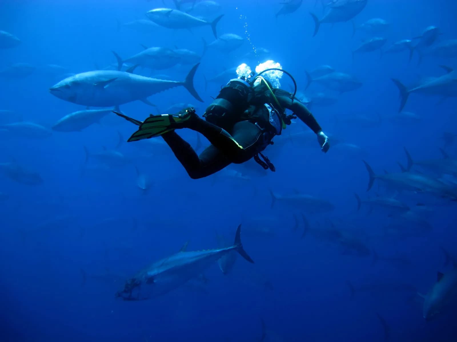 Mas Mar Buceo