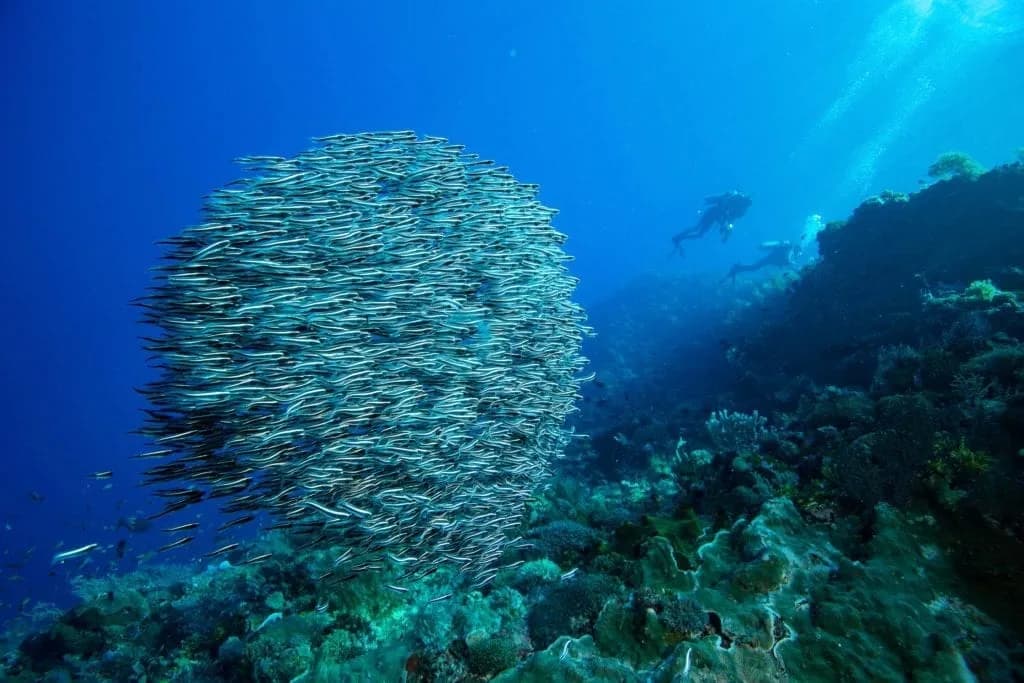 Alami Alor Dive Reort
