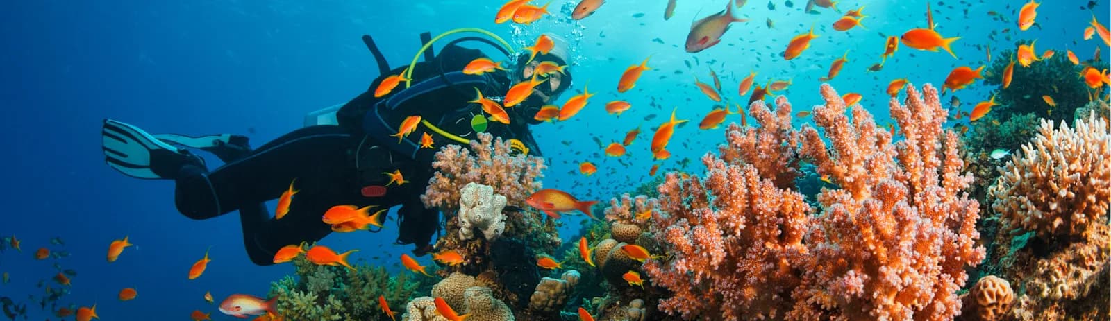 Dive Savusavu