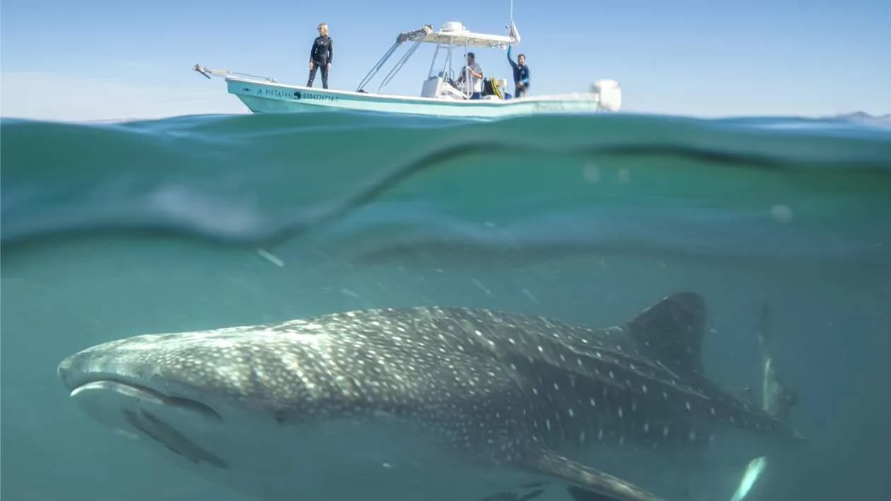 Baja Dive Experiences