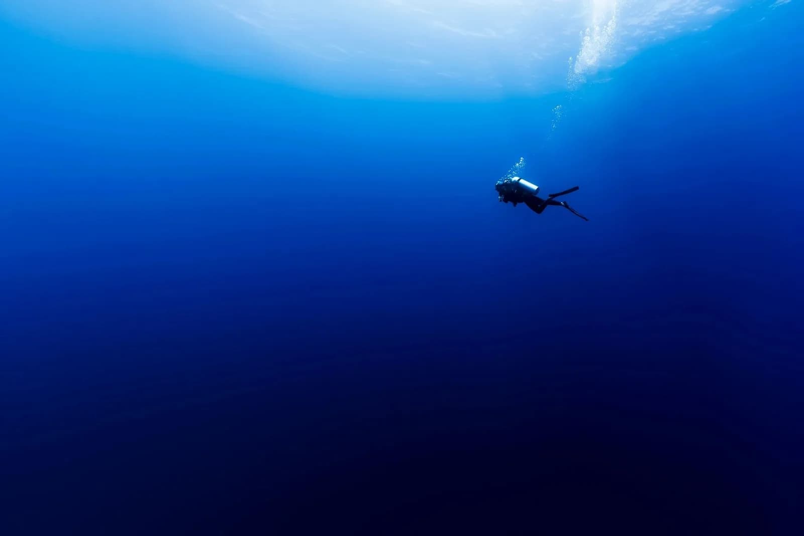 baja blue diver excursions