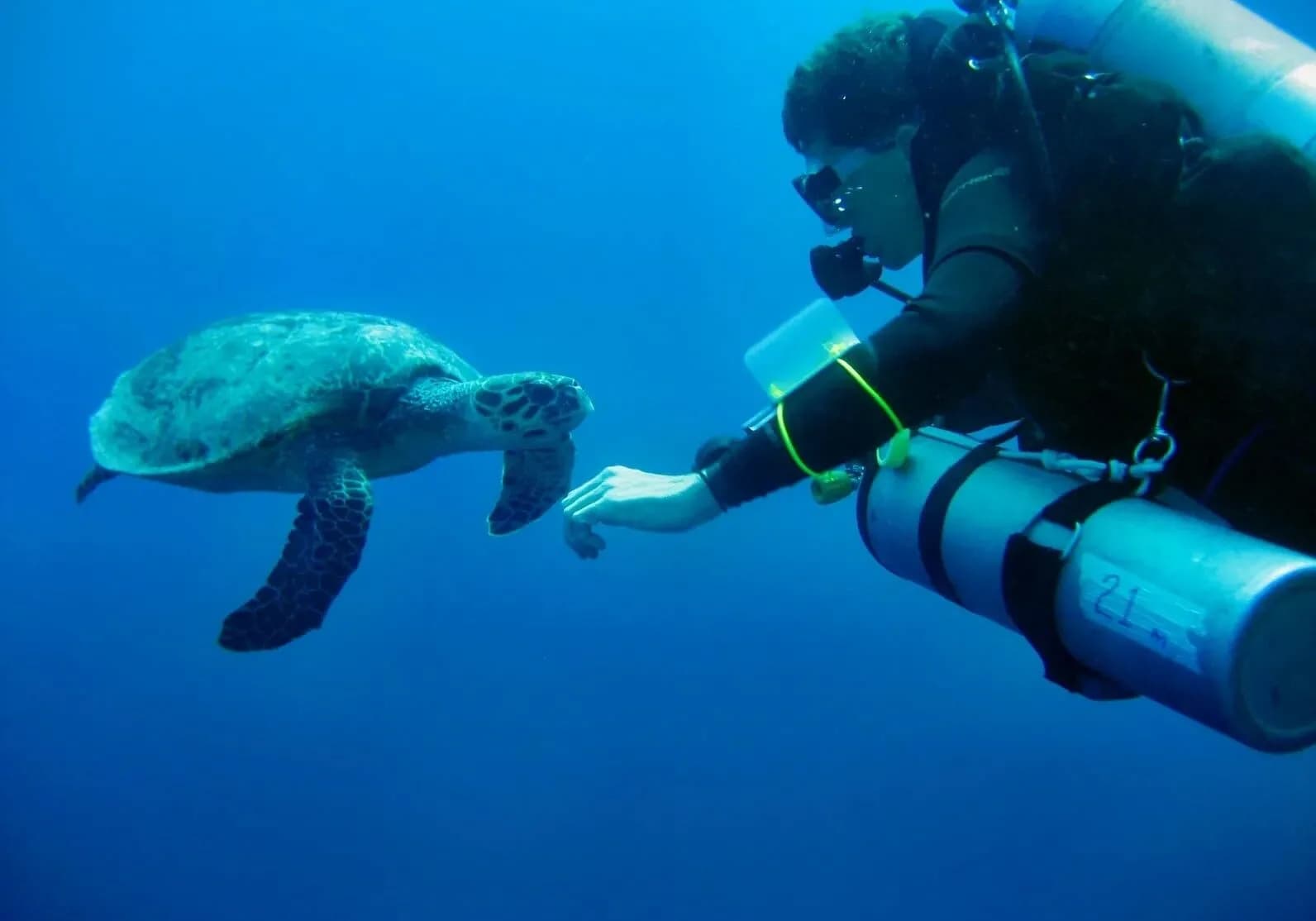 Baja Diving & Watersports, LLC.