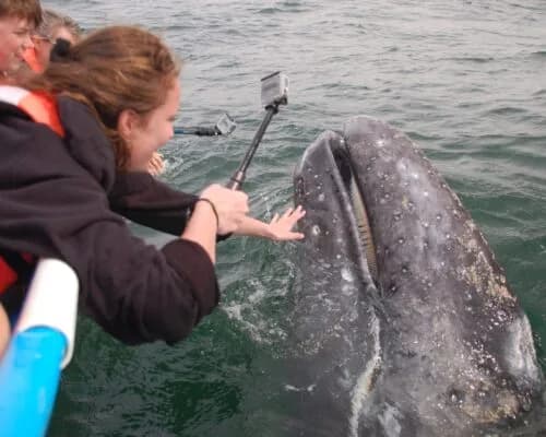 Best Adventures in Baja Scuba Snorkeling diving tours Cabo