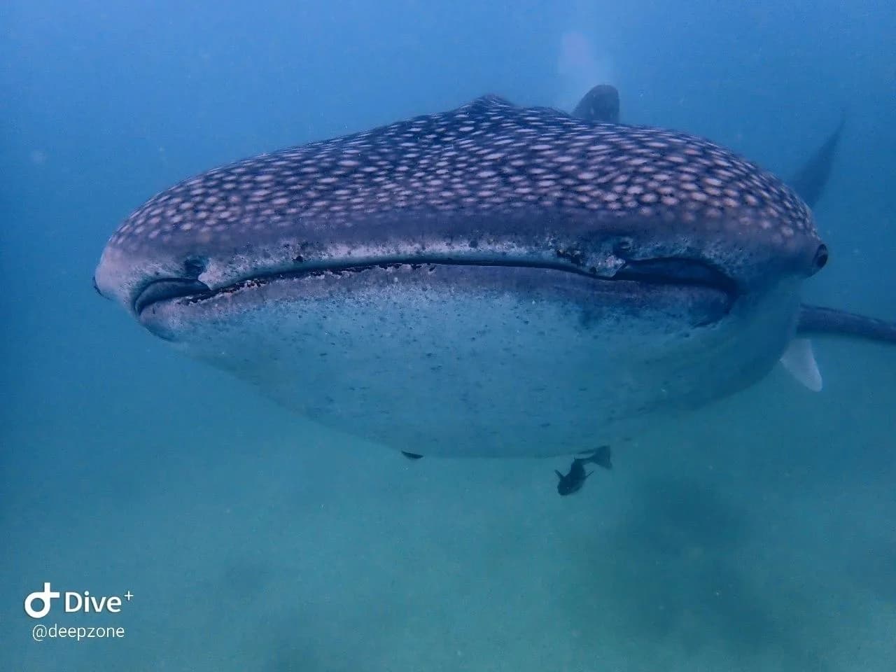 Deep Zone Dive Center
